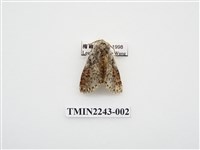 藏品(波斑迴舟蛾)的圖片